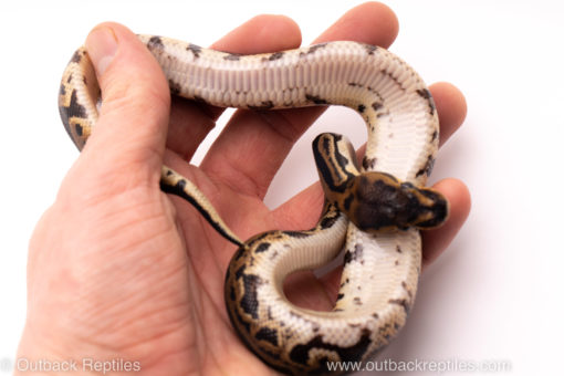 African Import ball python for sale