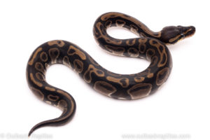 African Import ball python for sale