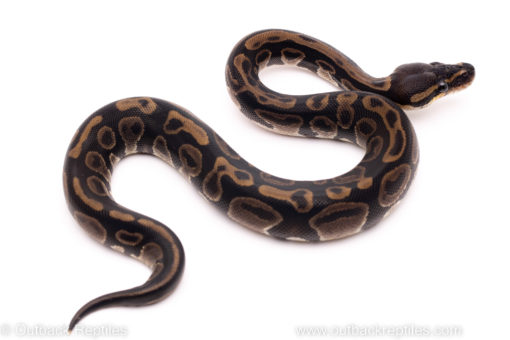 African Import ball python for sale