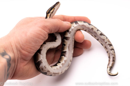 African Import ball python for sale