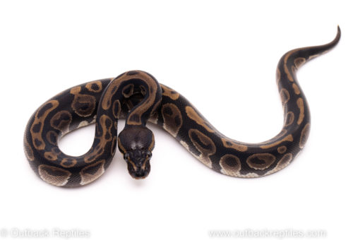 African Import ball python for sale
