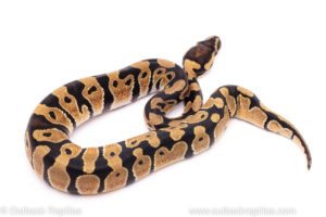 African Import Dinker Ball Python for sale