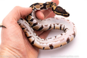 African Import Dinker Ball Python for sale