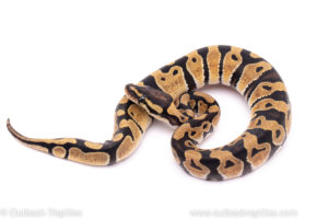 African Import Dinker Ball Python for sale