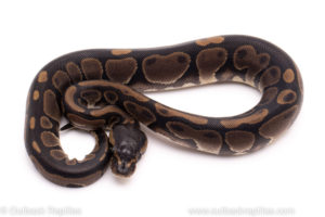 African Import ball python for sale