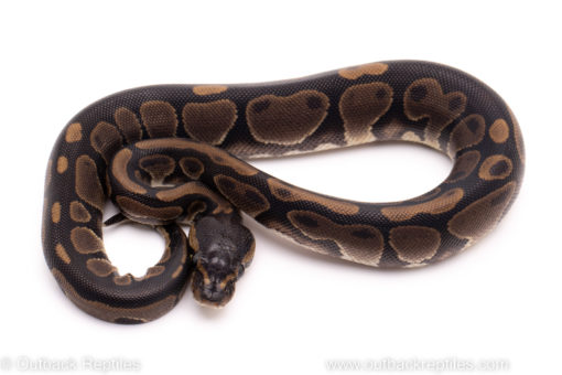 African Import ball python for sale