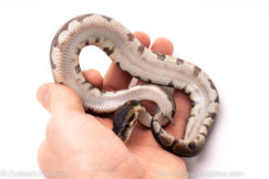 African Import ball python for sale