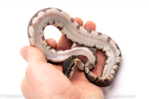 African Import ball python for sale