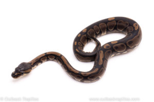 African Import ball python for sale