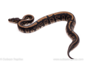 African Import ball python for sale