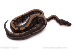 African Import ball python for sale
