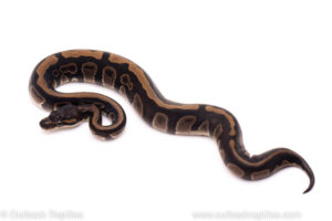 African Import ball python for sale
