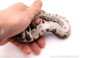 African Import ball python for sale