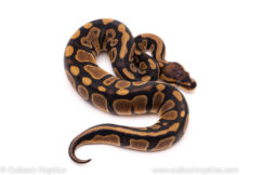 African Import ball python for sale