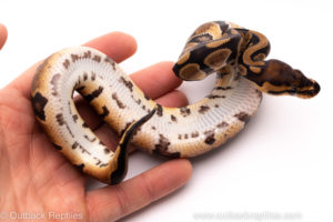 African Import ball python for sale