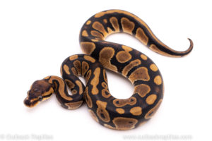 African Import ball python for sale