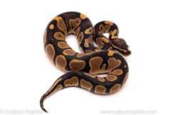 African Import ball python for sale