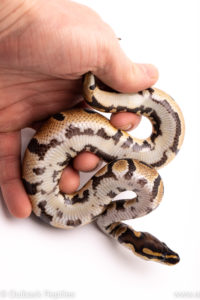 African Import ball python for sale