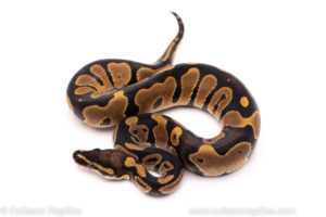 African Import ball python for sale
