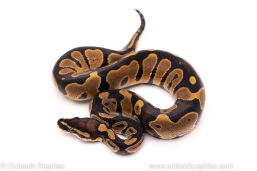 African Import ball python for sale