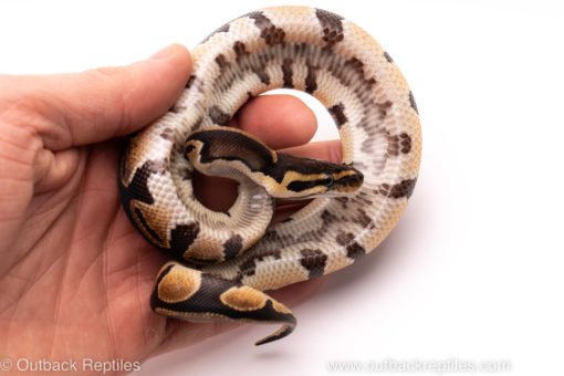 African Import ball python for sale