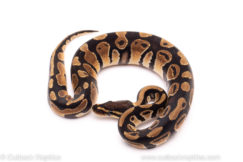 African Import ball python for sale