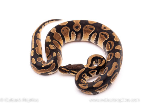 African Import ball python for sale