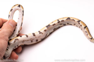 African Import ball python for sale
