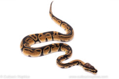 African Import ball python for sale
