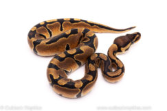 African Import ball python for sale