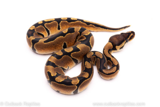 African Import ball python for sale