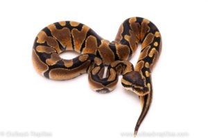 African Import ball python for sale