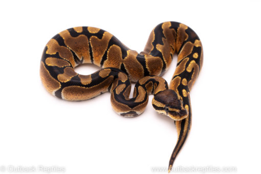 African Import ball python for sale