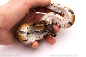 African Import ball python for sale