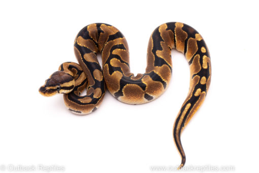 African Import ball python for sale