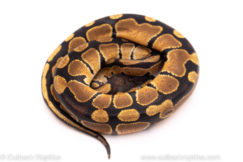 African Import ball python for sale
