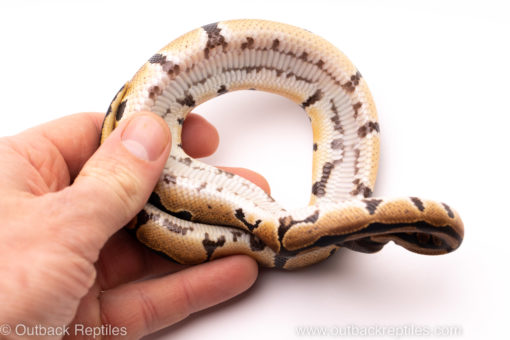 African Import ball python for sale