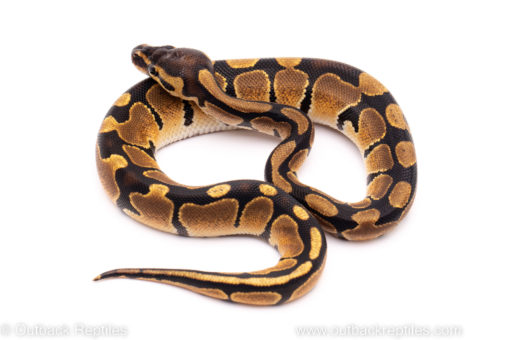 African Import ball python for sale