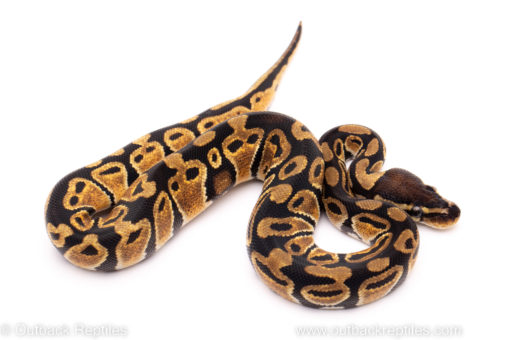 African Import ball python for sale