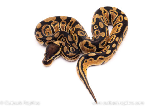 African Import ball python for sale