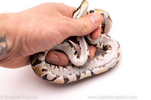 African Import ball python for sale