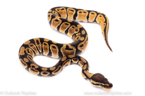 African Import ball python for sale