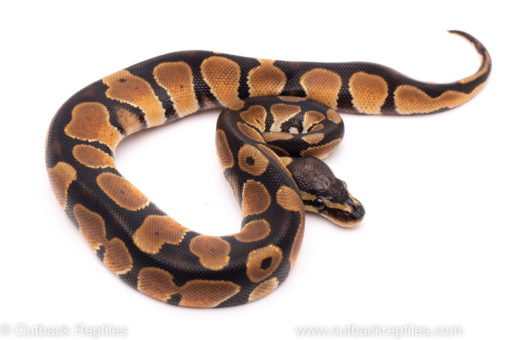 African Import ball python for sale