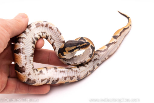 African Import ball python for sale