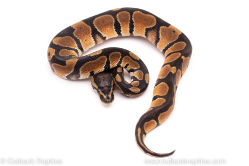 African Import ball python for sale