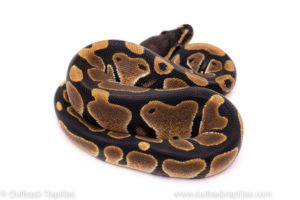 African Import ball python for sale