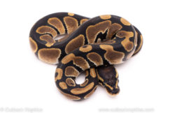 African Import ball python for sale