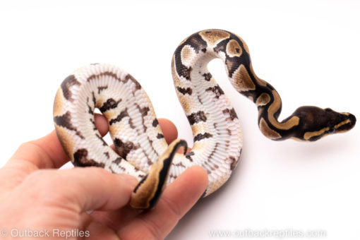 African Import ball python for sale