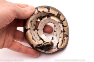 African Import ball python for sale