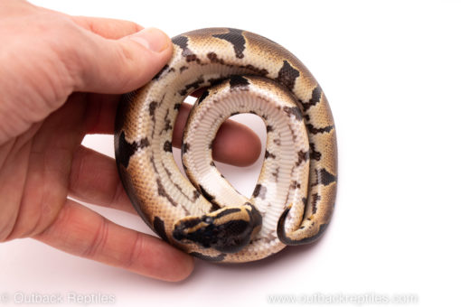 African Import ball python for sale